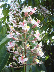 Aesculus indica