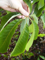 Aesculus indica