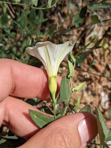 Image of Calystegia occidentalis by (c) Ken-ichi Ueda, some rights reserved (CC BY)