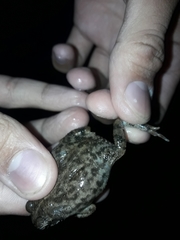 Rhinella pygmaea