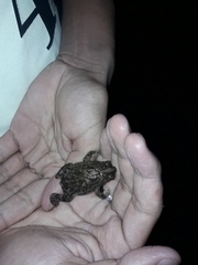 Rhinella pygmaea