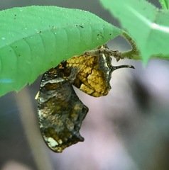 Consul fabius cecrops