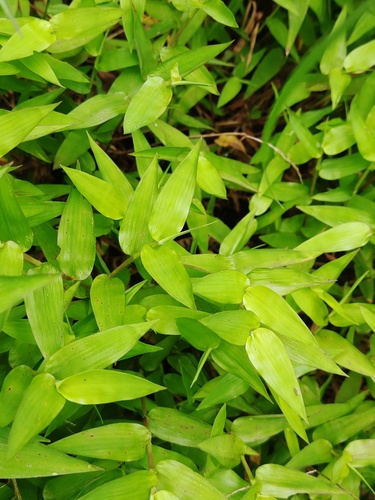 Arthraxon prionodes
