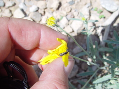 Acmaeodera cazieri