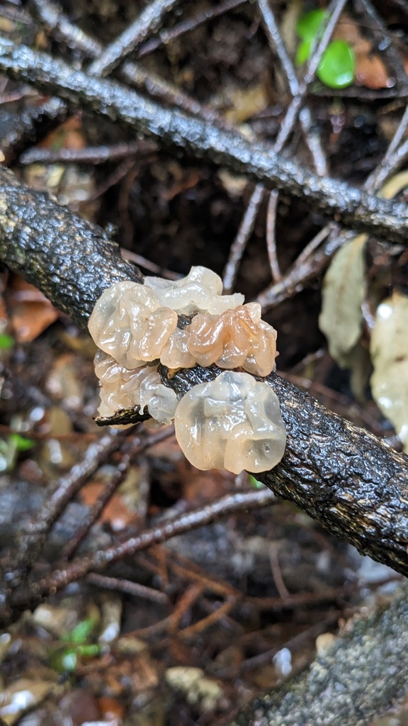 Exidia uvapassa · May 2023 · photo: © atsushi_nakajima_cirque (iNaturalist, cc-by)