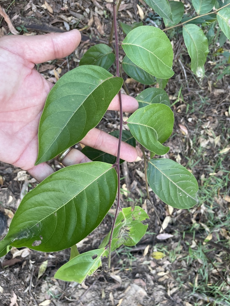 umbrella cheese tree from Toohey Forest Park, Nathan, QLD, AU on May 07