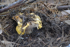 Cantharellus cascadensis