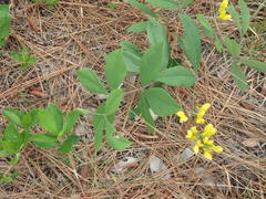 Baptisia cinerea