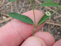 Euphorbia curtisii