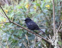 Knipolegus cyanirostris
