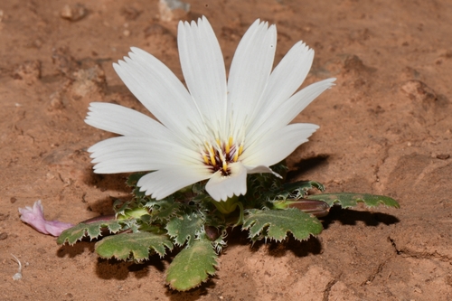 Image of Holly Dandelion (Glyptopleura setulosa) by (c) Darrin Gobble, some rights reserved (CC BY)