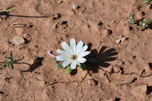 Image of Holly Dandelion (Glyptopleura setulosa) by (c) Darrin Gobble, some rights reserved (CC BY)