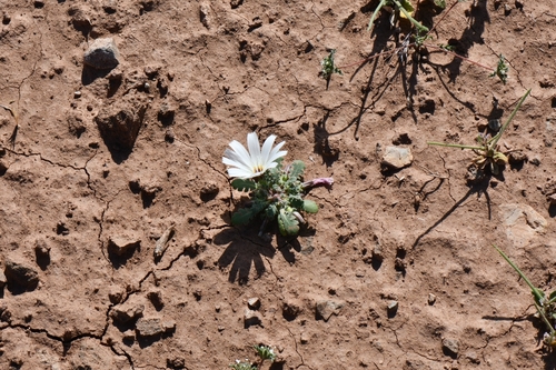 Image of Holly Dandelion (Glyptopleura setulosa) by (c) Darrin Gobble, some rights reserved (CC BY)