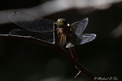 Sympetrum ambiguum