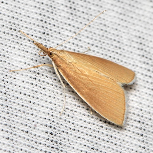 Thatch Pearl photo 2