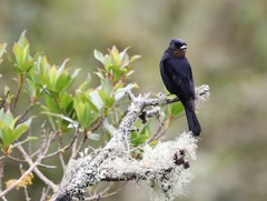 Knipolegus nigerrimus