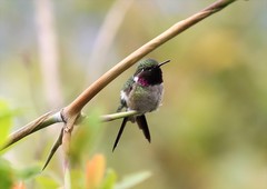 Calliphlox amethystina