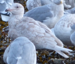 Larus glaucescens × hyperboreus