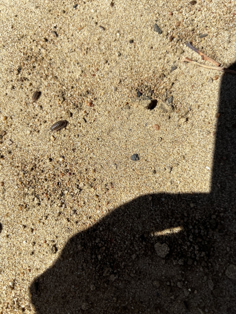 Woolice Rocks Woodlice, Pillbugs, and Rock Slaters from Longreach, QLD, AU on May 14 ...
