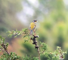 Phibalura flavirostris