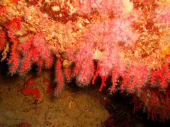 Corallium rubrum