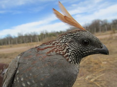 Callipepla douglasii