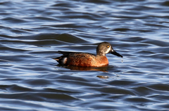 Spatula clypeata × cyanoptera