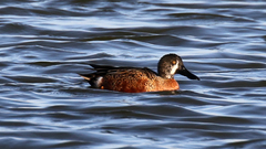 Spatula clypeata × cyanoptera
