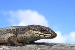 South-Western Crevice Skink photo 5