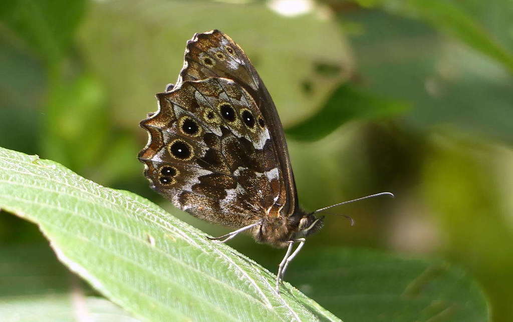 Pseudomaniola