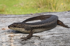 South-Western Crevice Skink photo 2
