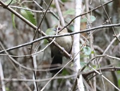 Pyriglena leucoptera