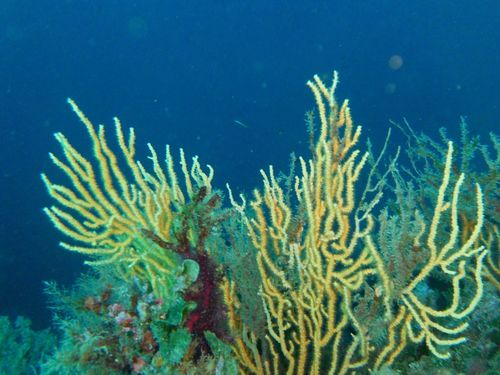 Yellow Gorgonian, photo 2 of 9