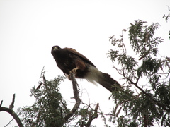 Parabuteo unicinctus