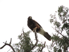 Parabuteo unicinctus