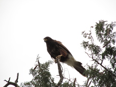 Parabuteo unicinctus