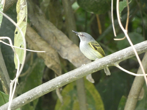 Slate-headed Tody-flycatcher