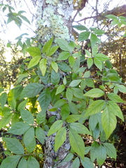 Solanum appendiculatum