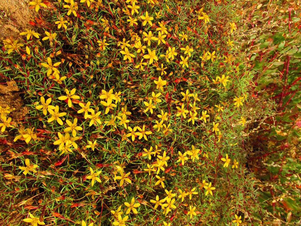 Pectis coulteri