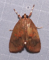 Mimophobetron pyropsalis