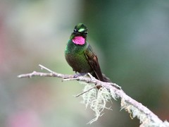 Heliodoxa rubricauda