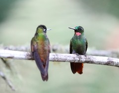 Heliodoxa rubricauda