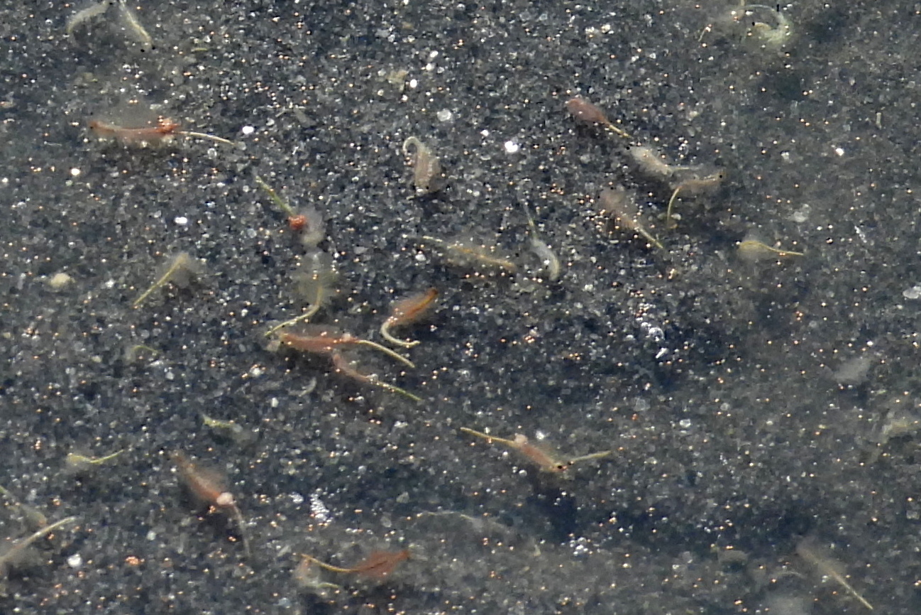 Artemia monica Verrill, 1869