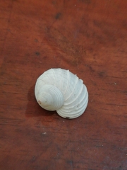 Leptopoma lamellatum