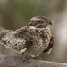 Common Nighthawk - Photo (c) Mike Stewart, some rights reserved (CC BY-NC), uploaded by Mike Stewart
