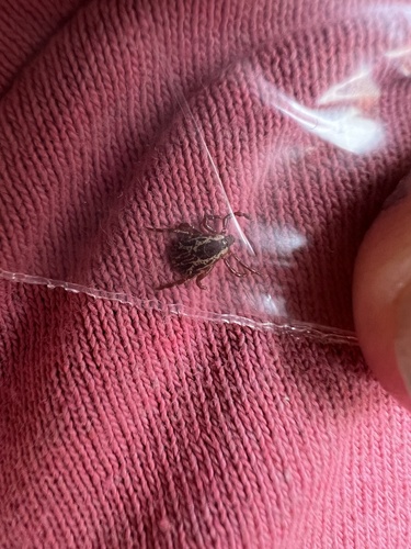 American Dog Tick