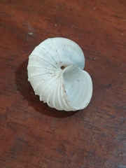 Leptopoma lamellatum