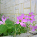 Large-flowered Pink-Sorrel - Photo (c) anion, some rights reserved (CC BY-NC-SA)