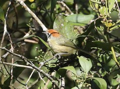 Hylophilus poicilotis