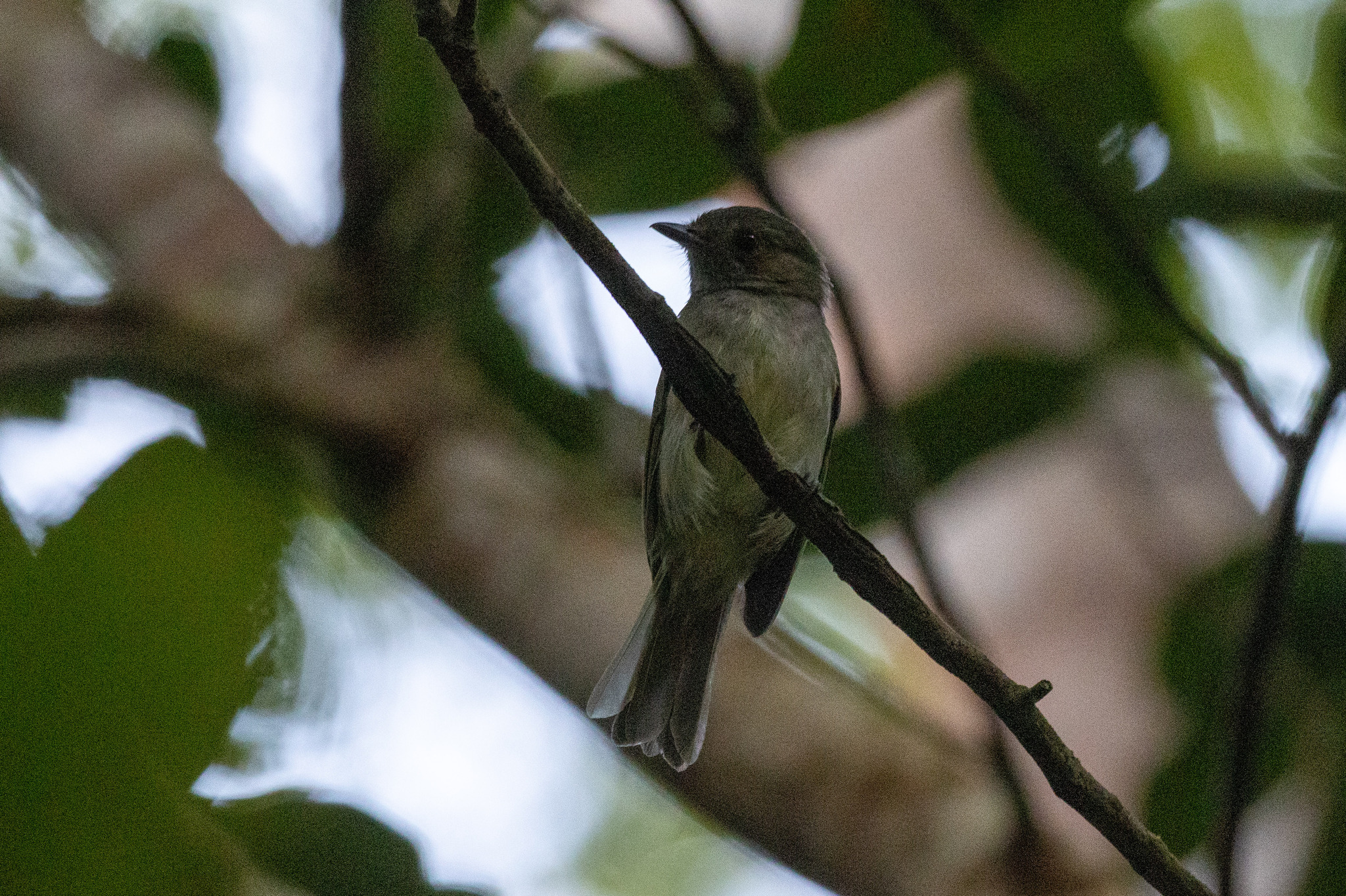 Pale-bellied Tyrant-Manakin illustration